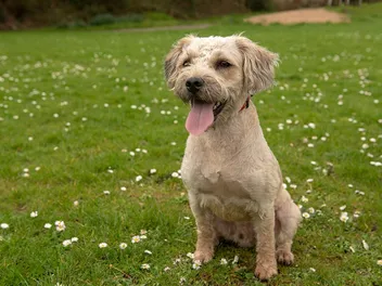 When Is National Rescue Dog Day in 2026 & What Is It?