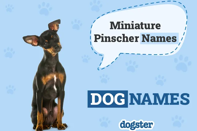200+ Popular & Unique Miniature Pinscher Names