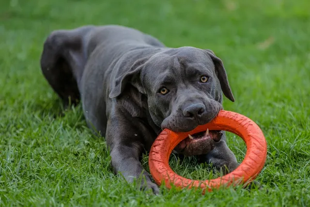 How Strong Is a Cane Corso’s Bite Force? Vet-Verified Facts & PSI Measure