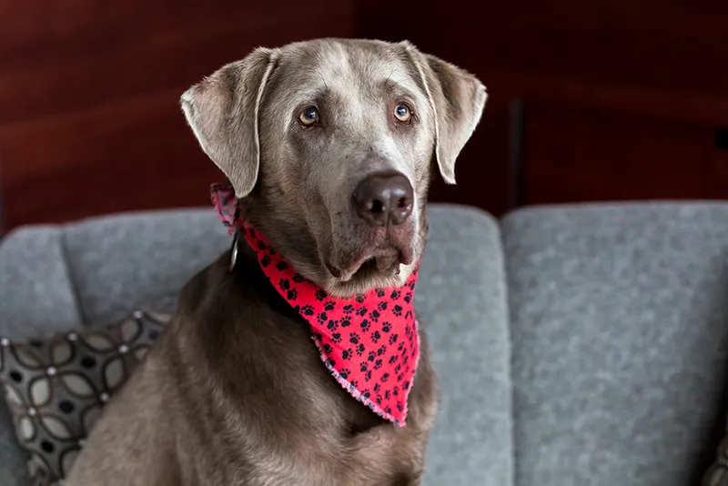 old silver labrador retriever dog