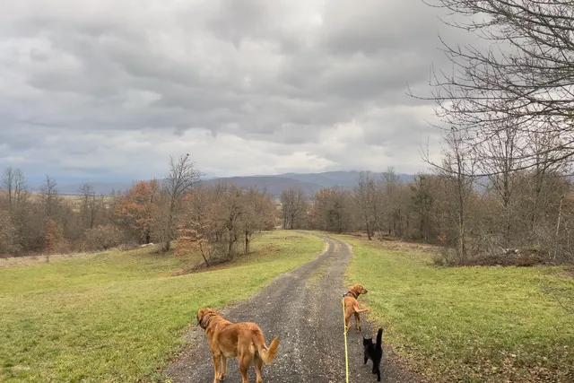 Dogs and Cats: How Lava & Hela Treat the Kitties