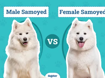 Male vs Female Samoyed: What’s the Difference (With Pictures)
