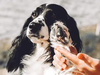 Cracked Dog Paws: Vet-Verified Causes, Treatments & Prevention