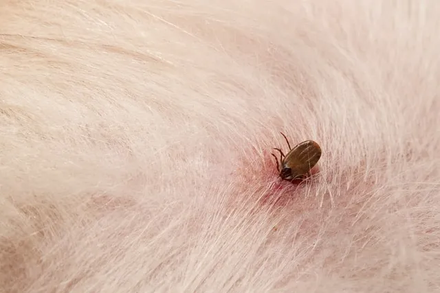 What Does a Tick Bite Look Like on a Dog & Next Steps to Take (Vet Approved)