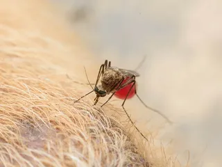 Can Dogs Get Bitten by Mosquitoes? Vet-Approved Signs, Care & Prevention