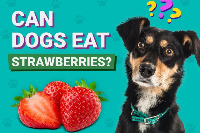 Can Dogs Eat Strawberries? Vet Approved Facts & FAQ