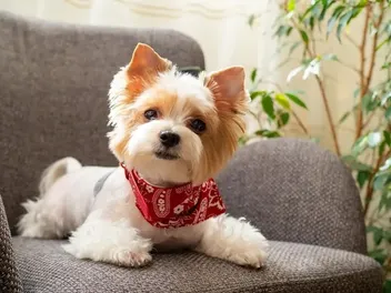 7-Month-Old Puppy: What to Expect (Vet Reviewed)