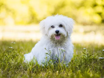 How Much Does a Maltese Cost? (2026 Update)