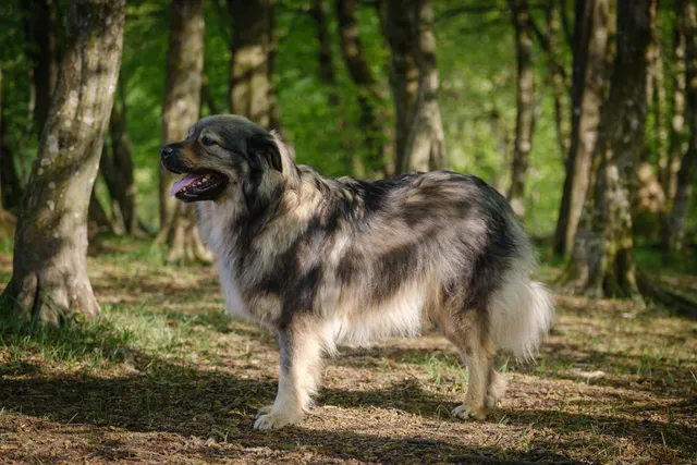 Karst Shepherd Dog Breed Guide: Info, Pictures, Care & More