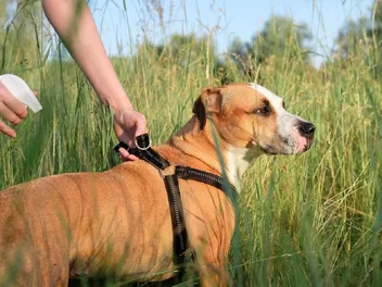 10 Best Mosquito Repellents for Dogs in 2026 - Reviews & Top Picks