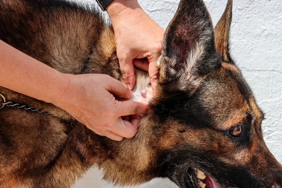 retired-german-shepherd-with-true-cyst