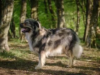 Karst Shepherd Dog Breed Guide: Info, Pictures, Care & More