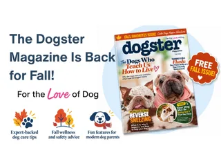 The Dogster Digital Magazine: Fall 2026 Issue