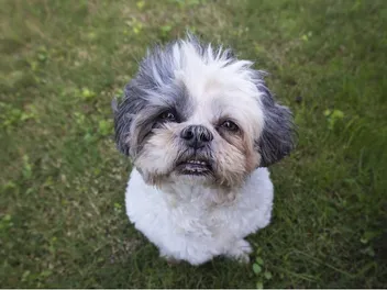 Health Problems in Shih Tzus: 11 Common Issues to Watch For