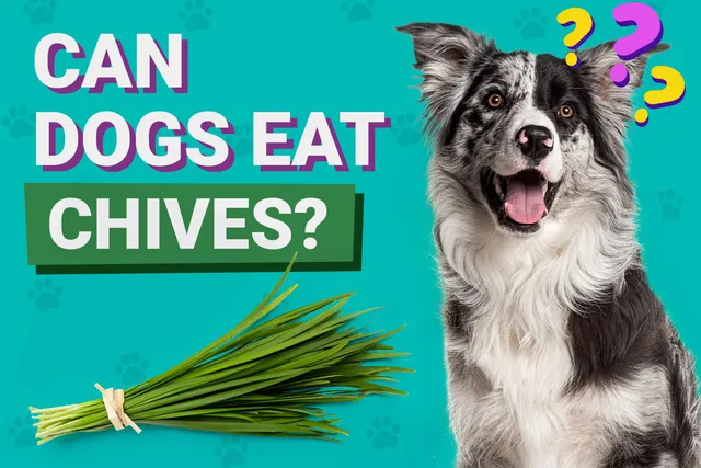 Can Dogs Eat Chives? Vet-Verified Nutrition Facts & FAQ