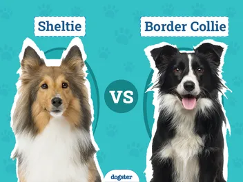 Sheltie vs Border Collie: Key Differences (With Pictures)