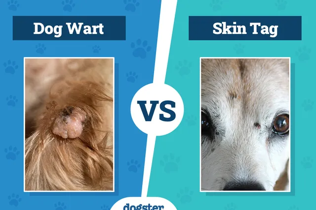 Dog Wart vs Skin Tag: Vet-Reviewed Differences Explained