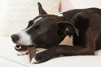 dog chewing breath freshener on couch