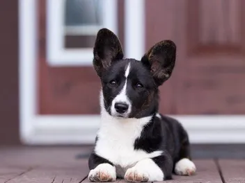 Do Corgis Make Good Pets? What You Need to Know