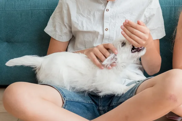 My Dog Bit My Child: 7 Vet-Approved Steps to Take