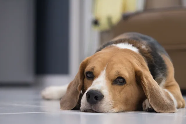 How Can I Help Dogs in Need? 10 Great Ways to Give Back