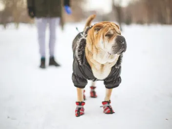 Do Dogs Need Coats in the Winter? Vet-Approved Care Facts & FAQ