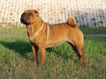 Shar-Pei Colors: 20 Coat Colors Explained (With Pictures)