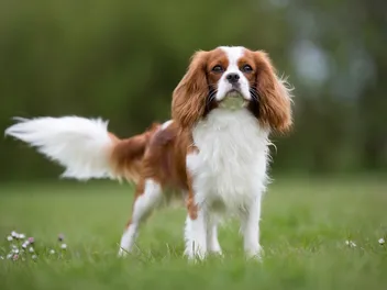 Cavalier King Charles Spaniel Dog Breed: Info, Pictures, Care & More