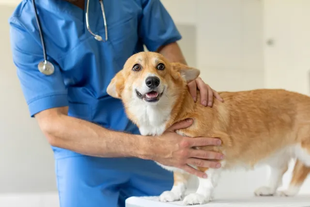 9 Benefits of Spaying or Neutering Your Dog: Vet-Reviewed Facts & FAQ