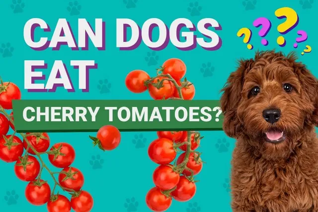 Can Dogs Eat Cherry Tomatoes? Vet Approved Nutrition Facts & Advice