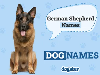 250+ German Shepherd Names: Popular & Unique Ideas 2026