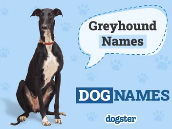 270 Popular & Unique Greyhound Names: Ideas for Sleek & Fast Dogs