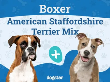 Bullboxer Staff Dog Breed: Info, Pictures, Care, & Facts