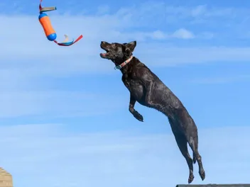 What Is Dock Jumping or Dock Diving for Dogs? (Vet-Verified Goals & FAQs)