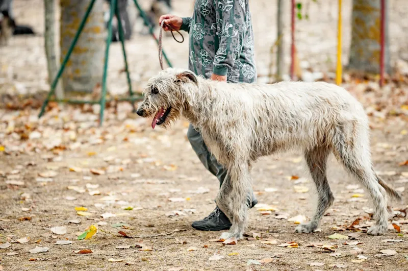 Scottish Deerhound during K9 training