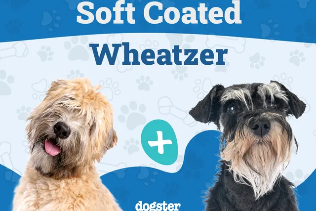 Soft Coated Wheatzer Dog Breed: Info, Pictures, Care & More