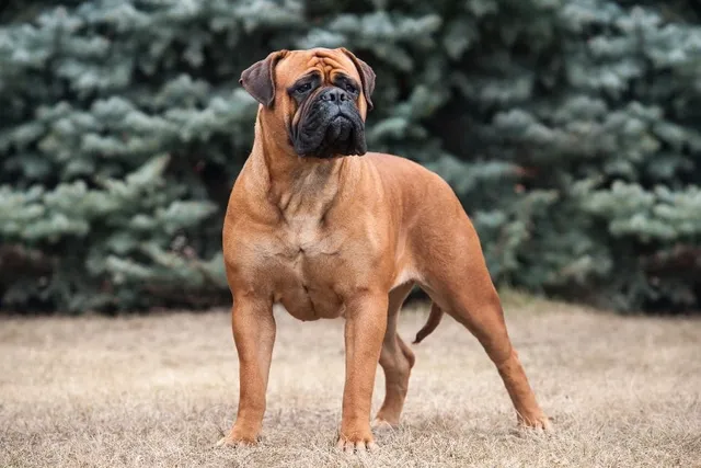 How Much Does a Bullmastiff Shed? Vet-Verified Facts & FAQ