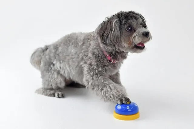 How to Teach Your Dog to Talk With Buttons: 7 Training Tips