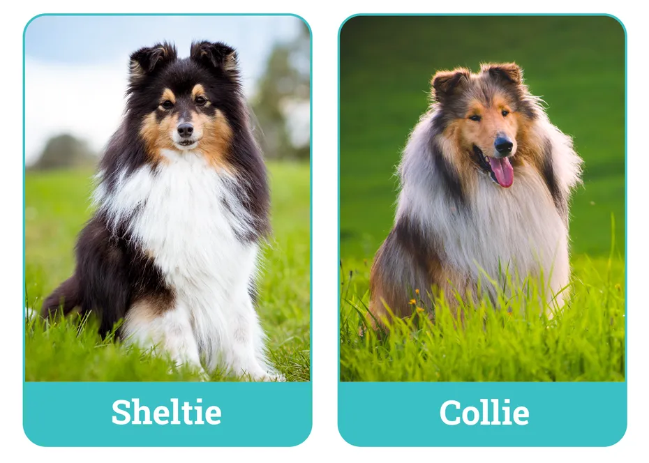 Sheltie vs Collie
