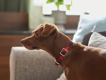 10 Best Collars for Puppies 2026 - Reviews & Top Picks