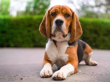How to Teach a Dog to Crawl in 3 Simple Steps
