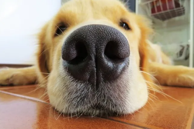 What Does It Mean When a Dog's Nose Is Wet and Cold? Vet-Reviewed Facts