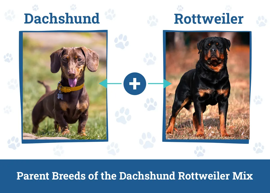Parent Breeds of the Dachshund Rottweiler Mix
