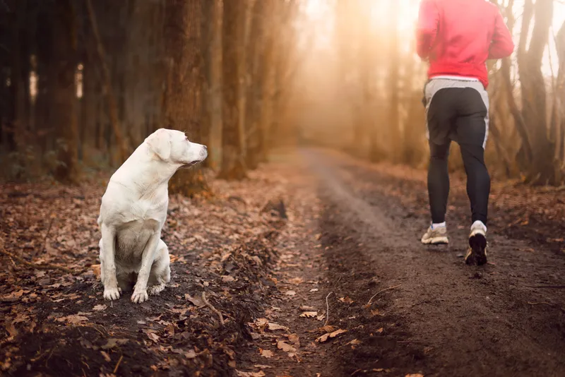 dog watching man running in the woods