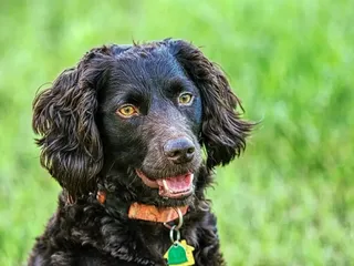 Boykin Spaniel Day 2026: When & What Is It?
