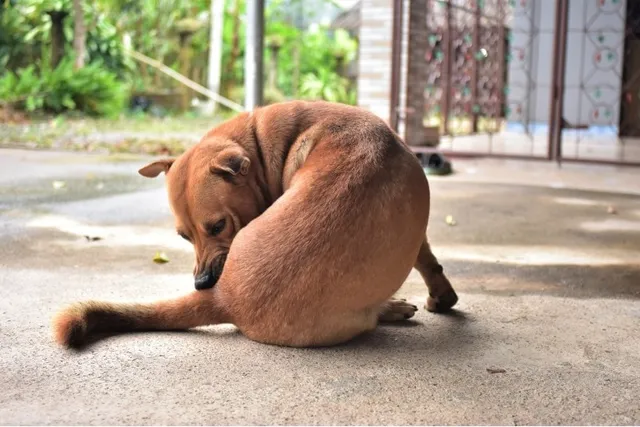 Why Is My Dog Licking Their Butt A Lot? 6 Vet Reviewed Reasons