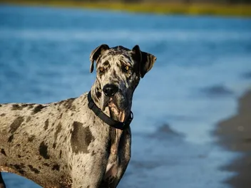 Merle Great Dane: Info, Pictures, Origin & History