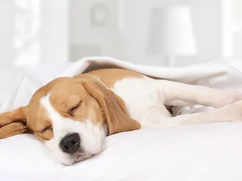 Why Do Dogs Snore? 5 Common Reason & Health Insights from Our Vet