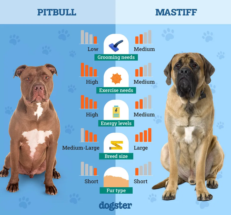 Dogster_Side by Side Comparison_Pit Bull vs Mastiff