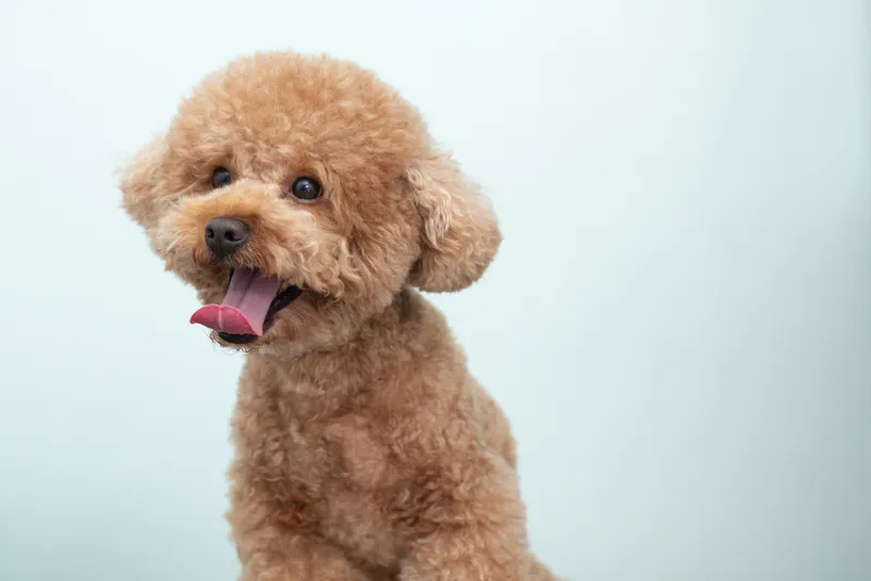 Cute and joyful purebred toy poodle puppy